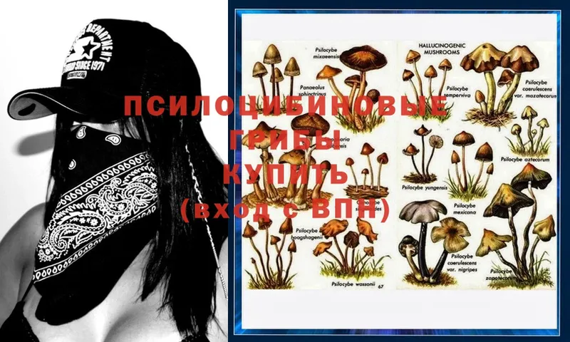 Галлюциногенные грибы MAGIC MUSHROOMS  купить наркотик  Верхнеуральск 